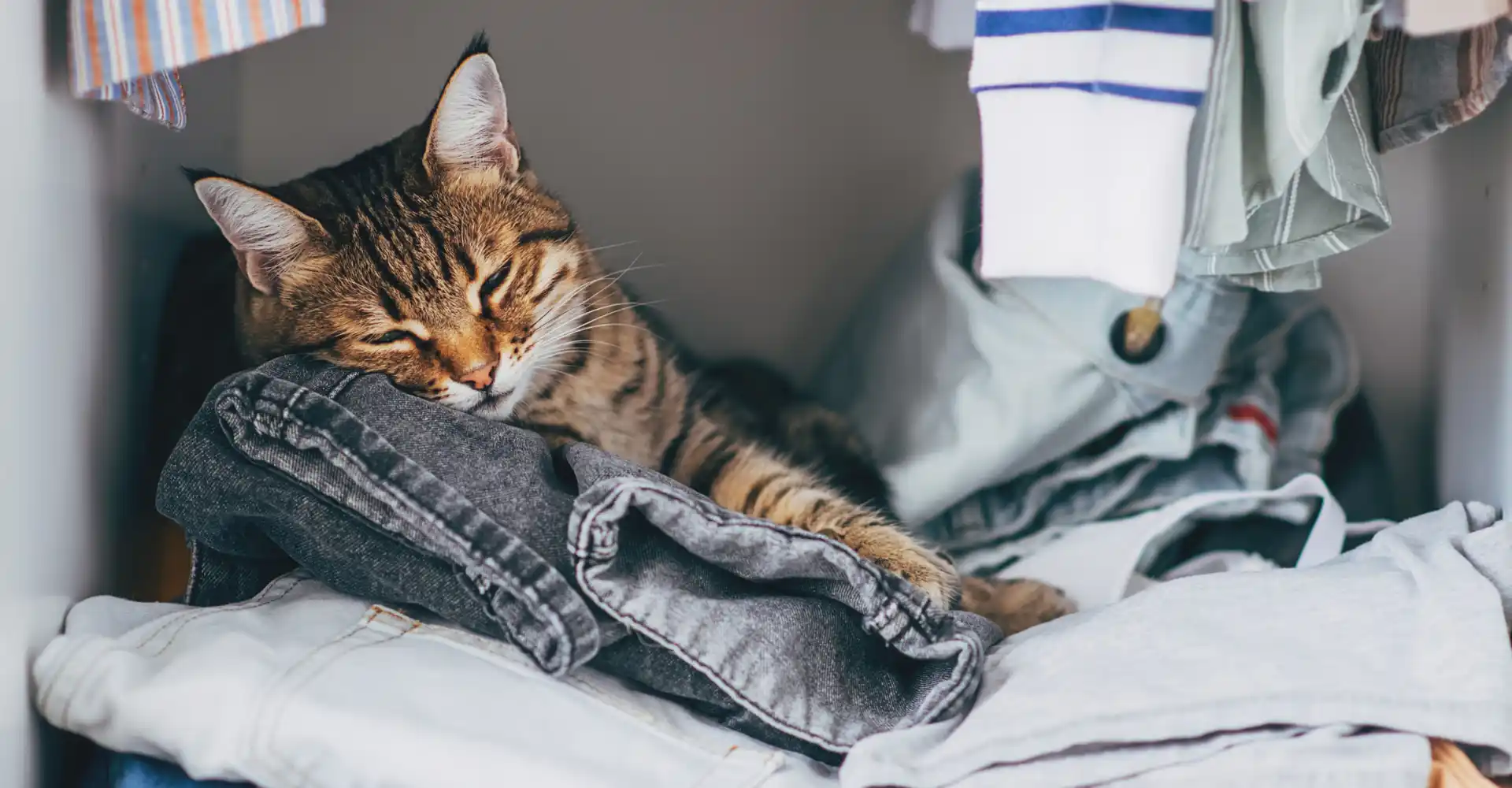La mejor forma de limpiar la ropa de tus mascotas